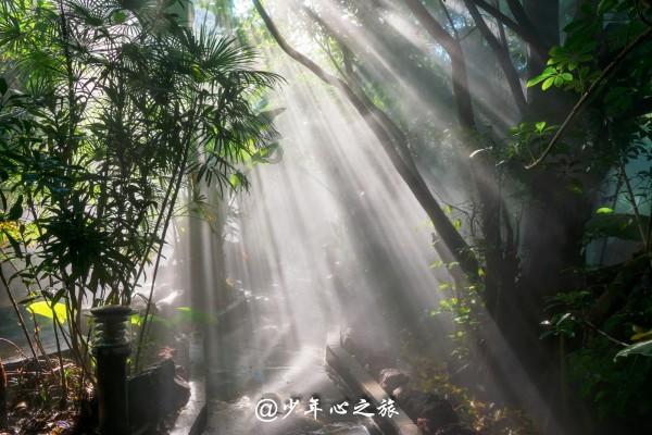 植物大战僵尸20